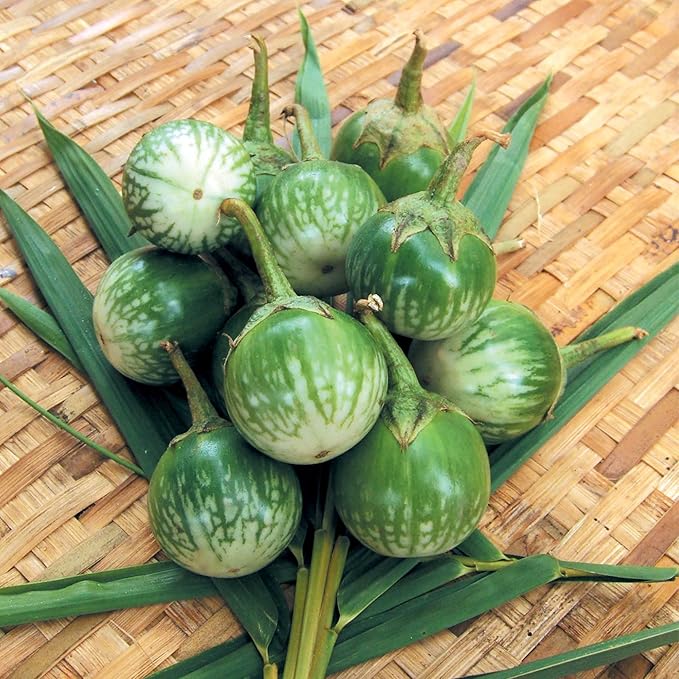 Eggplant Seeds - Thai Round - 1 Lb ~104000 Seeds - Non-GMO Heirloom - Asian Garden Vegetable