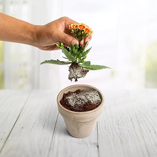 Myco Bliss Powder (5lbs) - Mycorrhizal Fungi for Soil - 5 Strain Mycorrhizal Inoculant with 1000 Propagules Per Gram - Highly Concentrated Mycorrhizae for Plants Potting Soil &amp Garden Soil