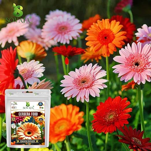 Sovata® Gerbera Full Diet Powerful Organic Fertilizer for heavy flowering and fast growth of Gerbera Plants. (400 gm)