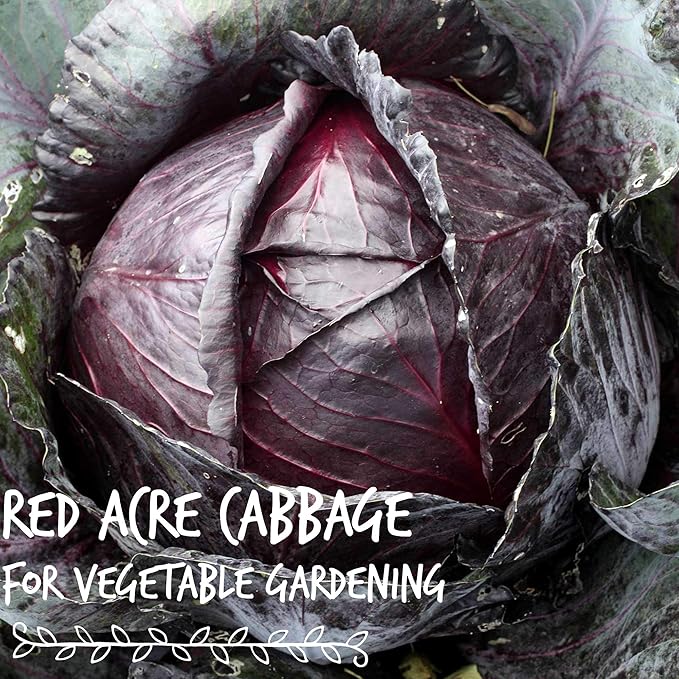 Red Acre Cabbage Microgreens &amp Sprouting Seeds – 1 Lb – Non-GMO Chemical-Free – High-Germination Seeds for Nutritious Microgreens Sprouts Hydroponic Growing and Indoor Gardening