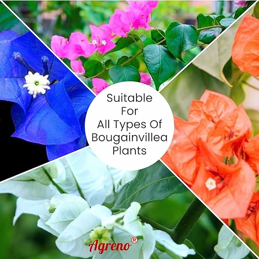 Agreno® Bougainvillea Buds and Bloom Booster Essential Organic Powerful Fertilizer Granule for Overall Fast Growth and Heavy Flowering of Bougainvillea Plants. (450 gm)