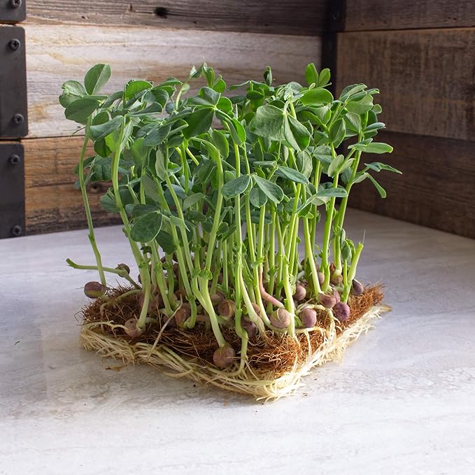Arivka Pea Garden Seeds - 5 Lb ~11500 Seeds - Non-GMO Green Pea Seed - Cover Crop - AKA: Arivka Field