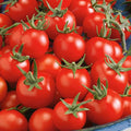 Fox Cherry Tomato Seeds - 300 Mg Packet ~65 Seeds - Non-GMO - Vegetable Garden - Solanum lycopersicum