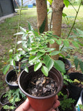 Curry Leaf Plant | Read Description Before Ordering | Fragrant gamthi Variety - Starter Plant | Size:4 to 8 Inch | Ships with no Soil | Organically Grown