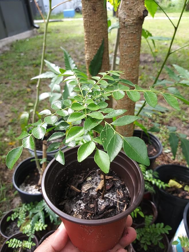 Curry Leaf Plant | Read Description Before Ordering | Fragrant gamthi Variety - Starter Plant | Size:4 to 8 Inch | Ships with no Soil | Organically Grown