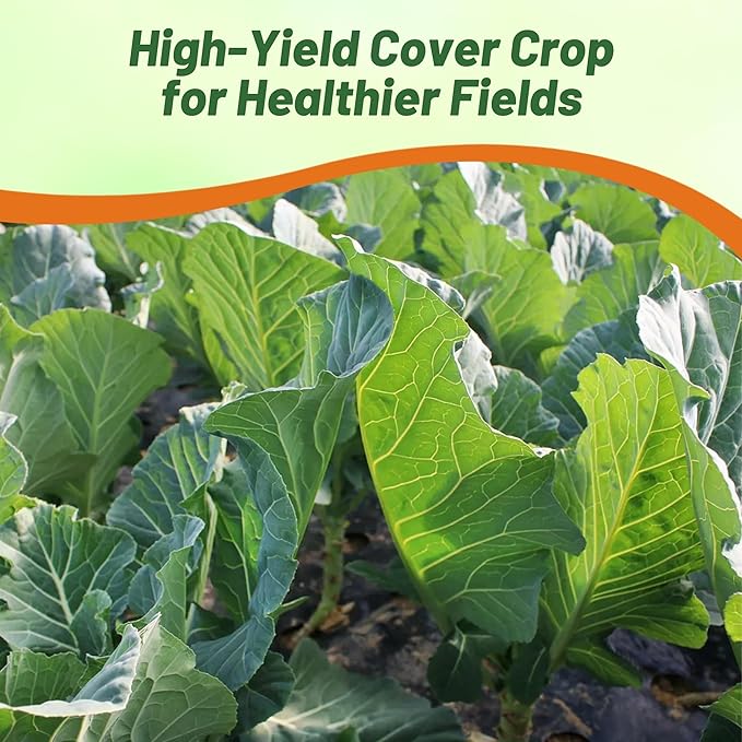 Outsidepride Bayou Kale Seeds - 10 lb. Annual Versatile &amp Cold-Tolerant Cover Crop Seeds for Planting Large Resilient Foliage for Livestock Grazing Erosion Control &amp Easy Growth