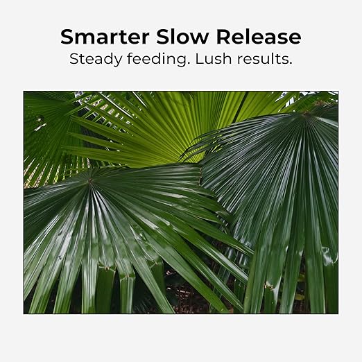 Real Growers Ultimate Palm Tree Fertilizer 12-4-11 – 12 Month Slow Release Granular Plant Food for Indoor &amp Outdoor Palms Sago Palm &amp Cycads – 2 lb