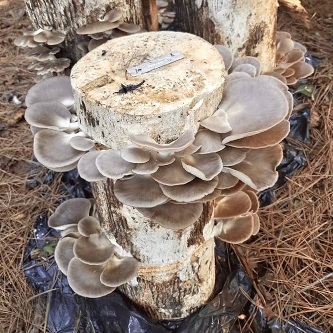 North Spore Organic Italian Oyster (100 ct) Mushroom Plugs for Logs | Premium Quality Mushroom Plug Spawn | Handmade in Maine USA | Grow Gourmet Mushrooms Outdoors on Logs