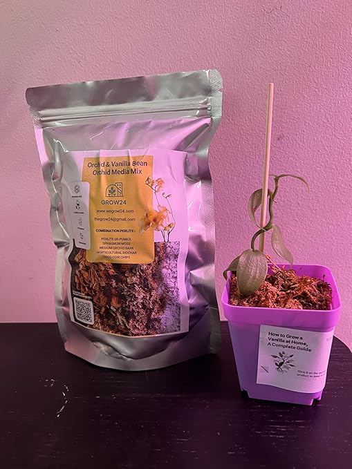 GROW24 Vanilla Orchid Starter Plant kit 4-inch Pots Plus Media Mix and Slow Release Fertilizer (1)