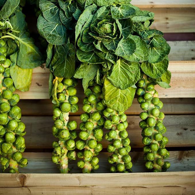 Brussel Sprouts Live Plant in 4″ Pot Well Rooted Brussel Sprouts Plants Vegetable for Garden or Container Planting