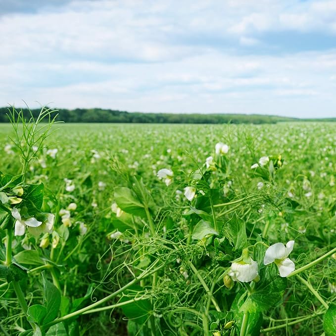 Outsidepride Dundale Spring Field Peas Seeds - 20 lbs. Annual High-Protein Legume &amp Cover Crop Seeds for Forage Food Plot Gardens &amp Pastures - Ideal for Improving Soil Health &amp Erosion