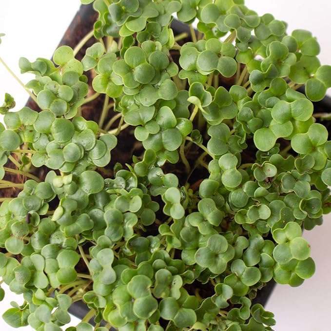 Broccoli Microgreens Seeds - 1 Lb ~16000 Seeds - High Germination Premium Seed for Growing Broccoli Micro Greens - Non-GMO