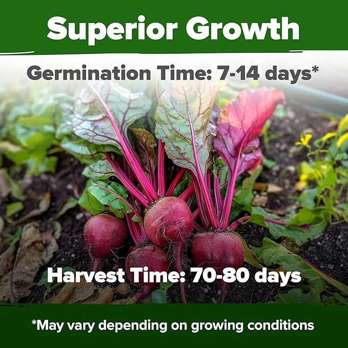 Root Vegetable Seed Variety Pack – Over 8600 Non-GMO USA Heirloom Seeds: Arugula Tendersweet Carrots Detroit Dark Red Beets &amp Cherry Belle Radish – Fast Growing for Spring &amp Fall Gardens