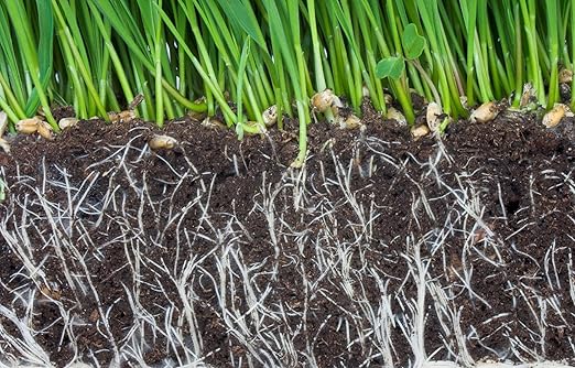 GS Plant Foods- Mycorrhizal Root Stimulator - MYCROBIAL Magic Root Enhancer for Plants Use-16 Ounce Package. 4 Endo &amp 7 Ecto Mycorrhizae Species Plus 5 Species of Beneficial Bacilluis with Humic.