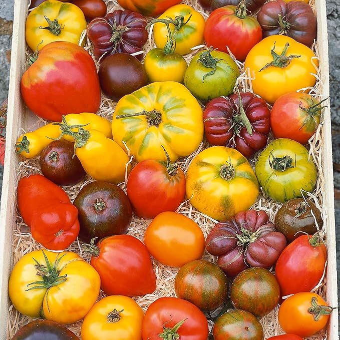 Heirloom Rainbow Blend Tomato Seeds - 1 Oz ~6800 Seeds - Non-GMO Heirloom - Vegetable Garden - Solanum lycopersicum
