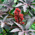 Ricinus (Castor Bean) Seeds - Communis Mix - 1 Lb Seed Pouch - Annual Tropical Plant - Ornamental - Ricinus communis