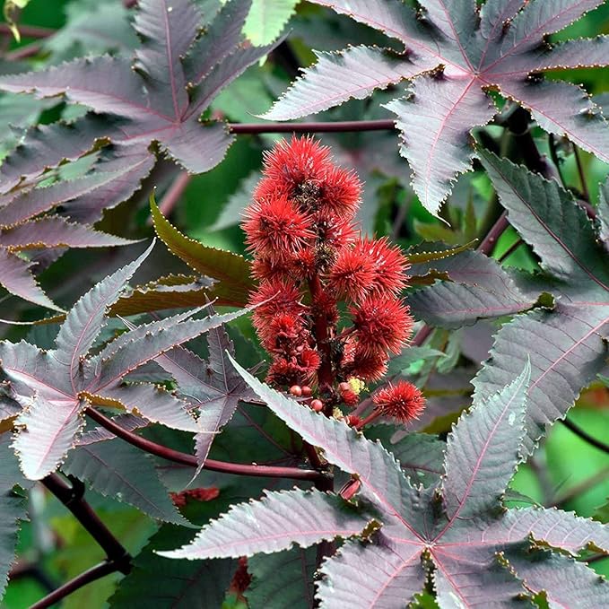 Ricinus (Castor Bean) Seeds - Communis Mix - 4 oz Seed Pouch - Annual Tropical Plant - Ornamental - Ricinus communis