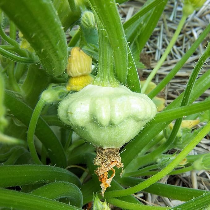 Eden Brothers Squash (Summer) Seeds - Bennings Green Tint Scallop Non-GMO Seeds for Planting 1/4 lb | Low-Maintenance Vegetable Seeds Plant During Warm Season Zones 10 3 4 5 6 7 8 9
