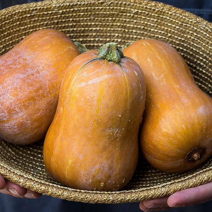 Eden Brothers Squash (Winter) Seeds - Honeynut Non-GMO Seeds for Planting 1 oz | Low-Maintenance Vegetable Seeds Plant During Warm Season Zones 10 3 4 5 6 7 8 9