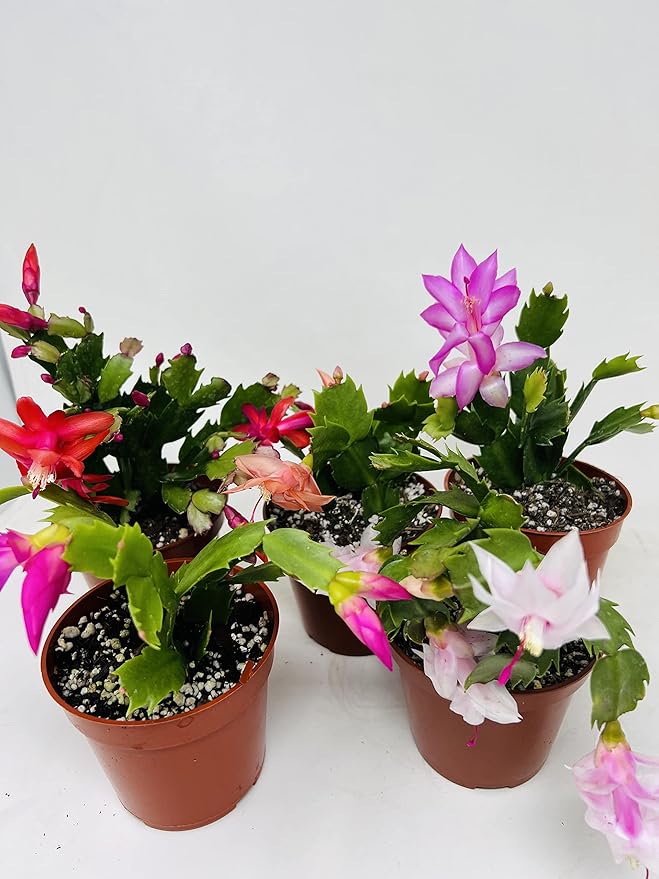 Christmas Cactus Party 2 Plants -Zygocactus Plants 4 Pot