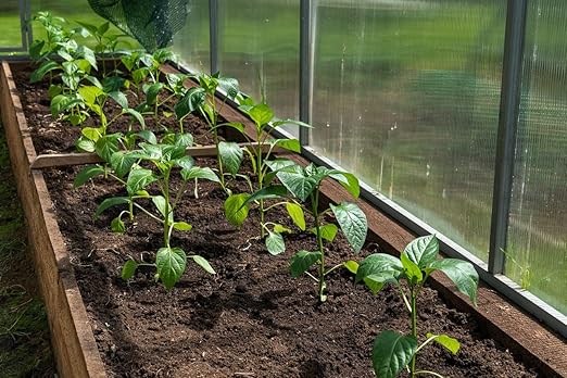 Organic Seedling Fertilizer 1 Gal CDFA Organic Registered. Plant Care Fertilizer for Vegetable Gardens Like Tomato Cucumber Beans Carrots and All Other Plants