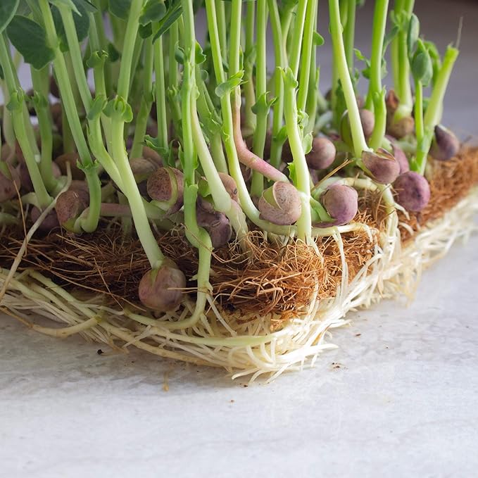 Arivka Pea Seeds - 25 Lb Bulk ~57600 Seeds - Non-GMO Green Pea Seed - Microgreens &amp Farm Garden Cover Crop - AKA: Arivka Field