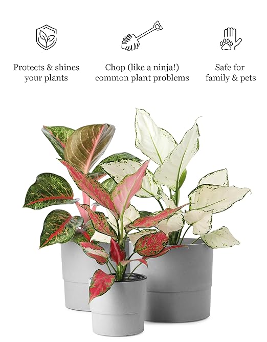 Plant &amp Leaf Spray – Non-Toxic Leaf Shine &amp Protector | Eco-Friendly Safe for Indoor Plants | Handcrafted Women-Owned 3rd Generation Recipe | Plant-Based Formula with Gentle Silicone