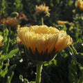 Plant Good Seed Organic Lemon Sorbet Calendula Bulk Seeds for Planting: Heirloom Vegetable Flower and Herb Farm Grown - 0.5 Ounce
