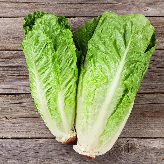 Bonnie Plants Green Romaine Lettuce 19.3 oz. 4-pack