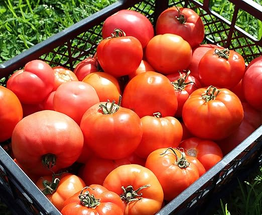 Fertilizer for Tomatoes – Large Size 3 lb Premium Organic Plant Fertilizers with Kelp – Indoor Outdoor Nutrients for Vegetables Fruits