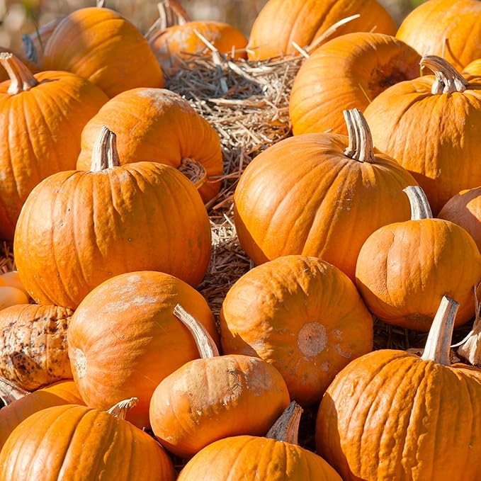 Cherokee Bush Pumpkin Seeds - 4 Oz ~900 Seeds - Non-GMO - Vegetable Garden - Cucurbita Pepo