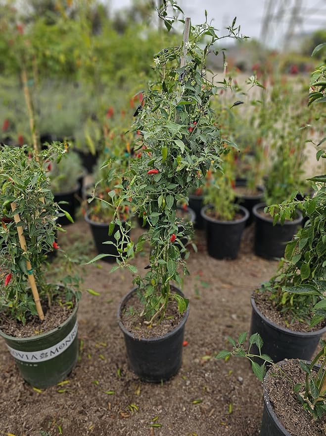 Black Cobra Pepper Live Plant Also Know as The African Chile de Arbol peper Plant Free GBFertilizer kit pakage per (Black Cobra Pepper 5 Gallon)
