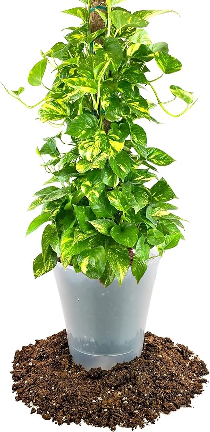 GARDENERA Premium Pothos Potting Soil Mix - Air Cleaning Plant Potting Mix Soil Mix for Pothos Parlor Palm Peace Lily - (4 Quart Bag)