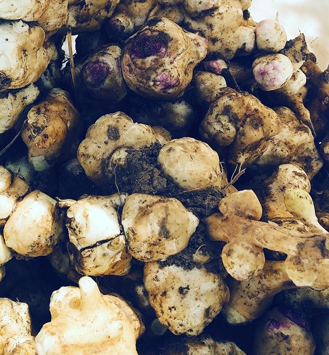 Jerusalem Artichoke Tubers (Helianthus tuberosus) - Sunchokes Sunroot or Jerusalem Artichokes for Planting or Eating (10)
