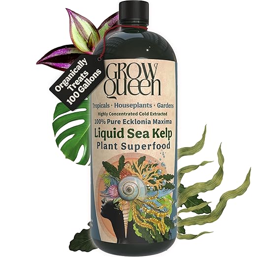 Organic Liquid Kelp &amp Seaweed Extract (Ecklonia Maxima) Super Plant Food - Indoor Houseplant Fertilizer - Organic Fertilizer for Flowers Seedlings &amp Gardens - 16oz Treats 110 Gallons