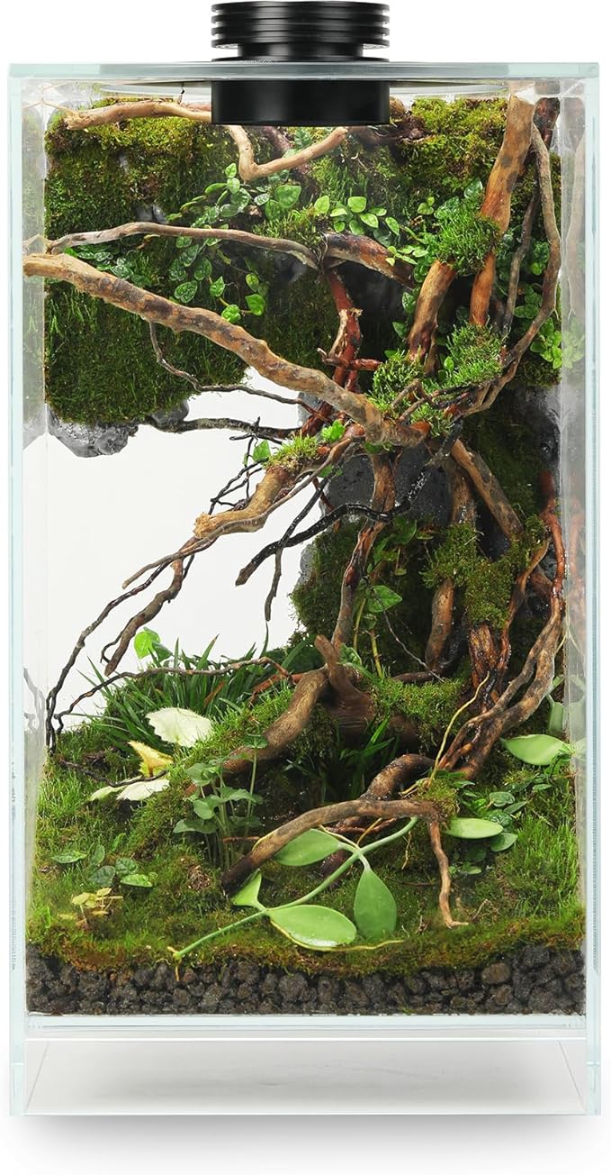 Desktop Glass Plant Terrarium with Grow Light(L7.8 W7.8 H14) for Succulent Moss Miniature Gardening Landscape Betta Fish Tank Indoor Plant Growth Office Home Decoration (TimeControlled)