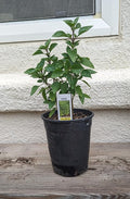 1 Live Pepper piquin Pequin Chile pikin Chiltepin Plant Capsicum annuum (Live Plant 8 to 12 Tall) Ship with Free Geen Bear Fertilizer 1 Gallon Potted