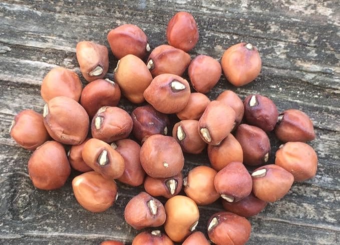 TomorrowSeeds - Knuckle Purple Hull Cowpea Seeds - 2400+ Count - for 2026 Planting Brown Crowder Southern Field Pea Knucklehull Purplehull Cover Crop Peas Green Bean Vegetable Grow Your Own Home Farm