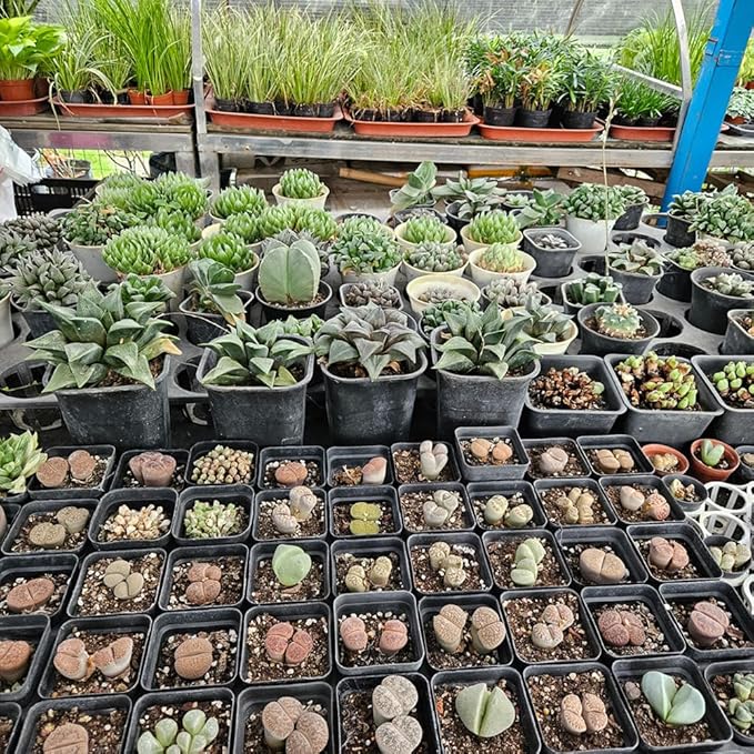 BTPLASTIK Square Nursery Pots 5.5 Inch 50Pcs Plastic Sturdy Reusable Seedling Pots with Drainage Holes Garden Flower Planters for Indoor/Outdoor Transplanting Succulents Cuttings Black