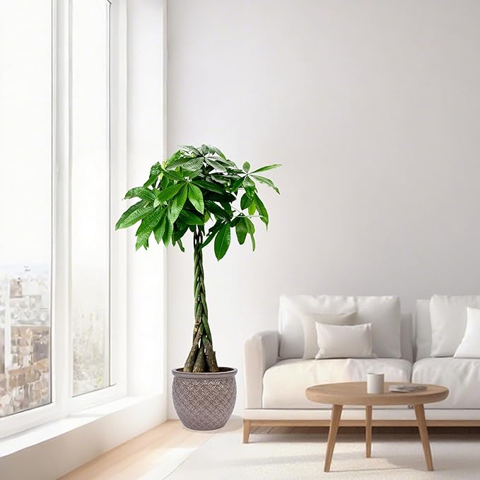 Handmade Glazed Ceramic Planter Set of 3 15139 Inch Diameter Ring Pattern for Monstera and Fiddle Leaf Fig Outdoor G Indoor Staircase Use Breathable Clay Beige
