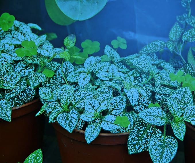 Miracle LED Plant Life Cycle 2-Socket Synchronized Grow Light Kit with 2 Full Spectrum Absolute Daylight Bulbs and 2 Blue Spectrum Multi-Plant Bulbs with Sproutmatic Timer Controls (3 Pack)