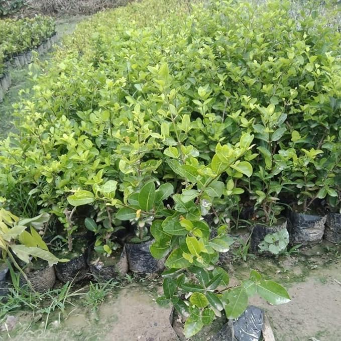 Acerola Red Cherry Seedling Barbados Cherry Live Plant 5-9” Tall