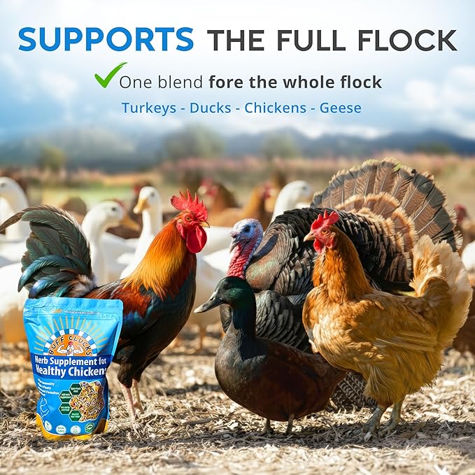 Herb Supplement for Backyard Chickens - Natural Chicken Treats Poultry Feed Botanical Mix Plant-Based Coop Snacks for Daily Wellness Feather Quality Egg Production USA (12 oz)