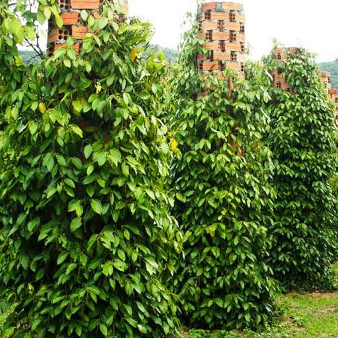 Black Pepper Plant Live 4 to 6 Inches Tall Live Pepper Plant Piper Nigrum Live Plant Herb Plant for Garden