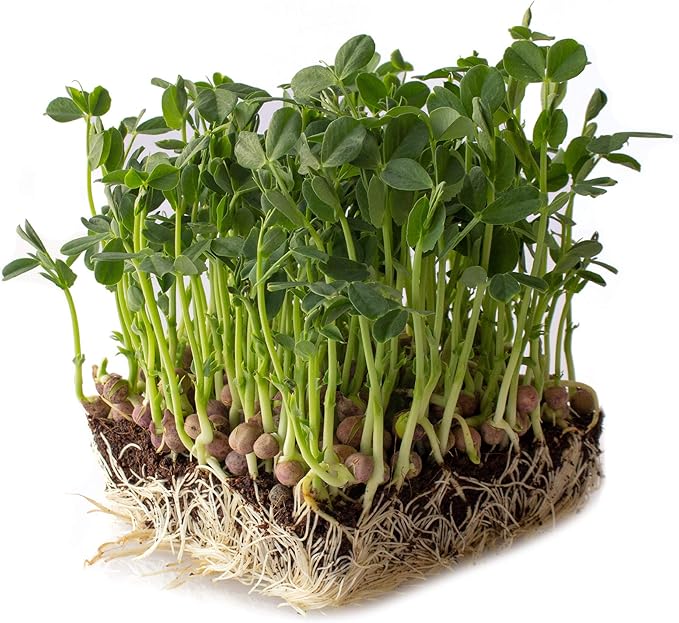 Arivka Pea Seeds - 25 Lb Bulk ~57600 Seeds - Non-GMO Green Pea Seed - Microgreens &amp Farm Garden Cover Crop - AKA: Arivka Field