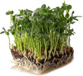 Arivka Pea Garden Seeds - 25 g Packet ~130 Seeds - Non-GMO Green Pea Seeds - Microgreens &amp Cover Crop - AKA: Arivka Field Pea