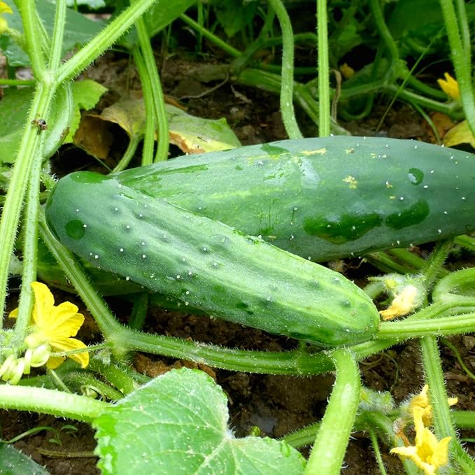 4 Green Cucumber Plants Live 4 Inches Pot Live Cucumber Plants from 6 to 8 Inches Long Cucumber Starter Plants Cucumber Live Plants for Garden