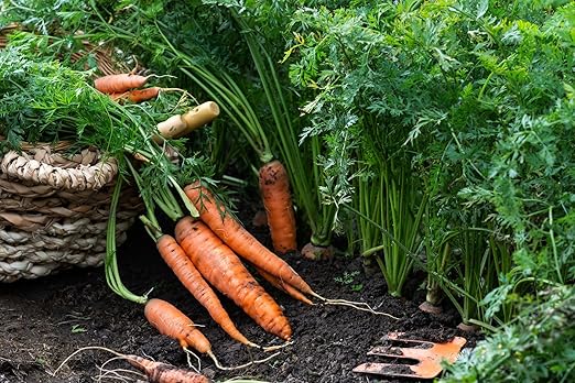 Organic Growing Fertilizer 1 Gal CDFA Organic Registered. Plant Care Fertilizer for Vegetable Gardens Like Tomato Cucumber Squash Beans and All Other Plants