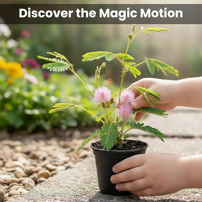 Zombie Plant Greenhouse Grow Kit - Touch It and Watch It Play Dead - Unique Grow Kit to Cultivate a Fun Indoor Plant that Revives in Minutes - Cool Plants and Great for Housewarming Gifts