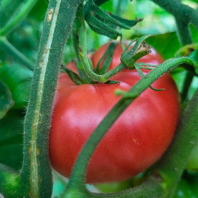 Plant Good Seed Organic Tomato Seed Collection - 7 Packets Black Prince Black Cherry Brandywine Czech Bush Sweet Red Datterino Tomato Siskiyou Orange Sweet Yellow Datterino - Seeds for Planting